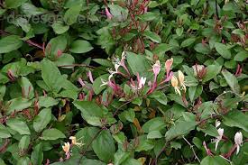 Attēlu rezultāti vaicājumam “Lonicera tatarica bud”