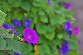 Image result for Prunkwinde