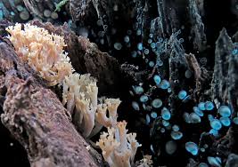 Attēlu rezultāti vaicājumam “Clavulinopsis cinerioides”