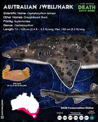 Image result for Poroderma pantherinum