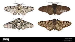 Attēlu rezultāti vaicājumam “Biston betularia”