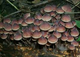 Attēlu rezultāti vaicājumam “Mycena haematopus”