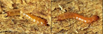 Attēlu rezultāti vaicājumam “Schizotus pectinicornis”