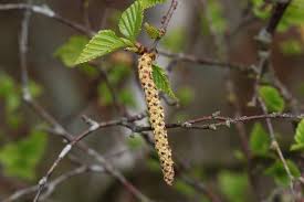 Attēlu rezultāti vaicājumam “Betula pubescens”