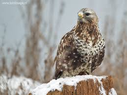 Attēlu rezultāti vaicājumam “Buteo lagopus adult”