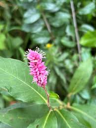 Attēlu rezultāti vaicājumam “Polygonum amphibium flower”
