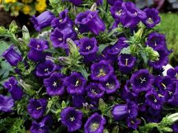 Image result for Marienglockenblumen