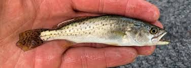 Image result for Cynoscion nebulosus