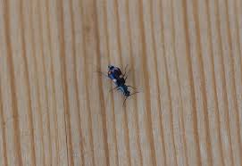 Attēlu rezultāti vaicājumam “Anthocomus fasciatus”