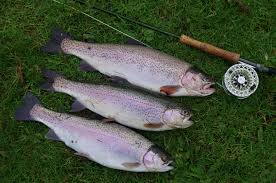 Image result for Bideford and District Angling Club