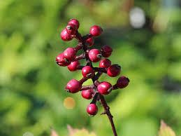 Image result for Christophskraut