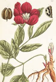 Attēlu rezultāti vaicājumam “Paeoniaceae”