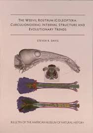 Image result for Coleoptera Curculionoidea