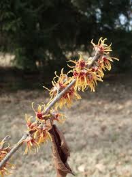 Attēlu rezultāti vaicājumam “Hamamelis vernalis bud”
