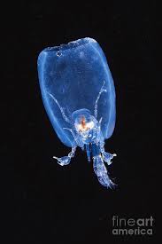 Attēlu rezultāti vaicājumam “Phronia sp.”