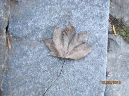 Attēlu rezultāti vaicājumam “Kalopanax septemlobus fruit”