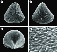 Attēlu rezultāti vaicājumam “Lycogala fuscoolearium spores”