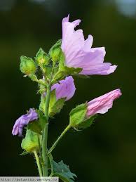 Image result for Malva moschata