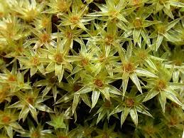 Attēlu rezultāti vaicājumam “Bryum pallens sporophyte”