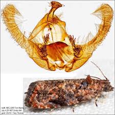 Attēlu rezultāti vaicājumam “Tortricidae”