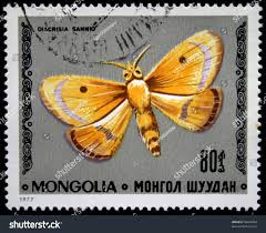 Attēlu rezultāti vaicājumam “Diacrisia sannio female”