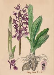 Attēlu rezultāti vaicājumam “Orchis mascula leaf”