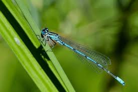 Attēlu rezultāti vaicājumam “Coenagrion puella”