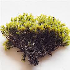 Attēlu rezultāti vaicājumam “Racomitrium heterostichum”