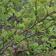 Attēlu rezultāti vaicājumam “Crataegus”
