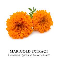 Attēlu rezultāti vaicājumam “Calendula officinalis flower”