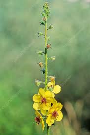 Attēlu rezultāti vaicājumam “Verbascum blattaria flower”