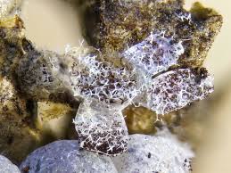 Attēlu rezultāti vaicājumam “Badhamia foliicola macro”