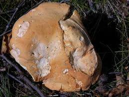 Attēlu rezultāti vaicājumam “Hydnum rufescens”