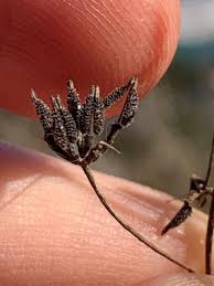 Attēlu rezultāti vaicājumam “Anthyllis maritima bud”