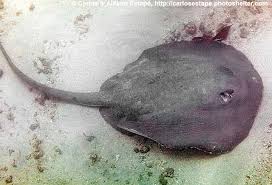 Image result for Styracura pacifica