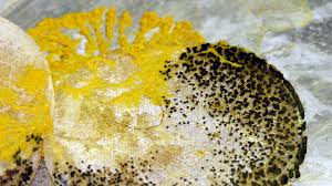 Attēlu rezultāti vaicājumam “Physarum virescens plasmodium”