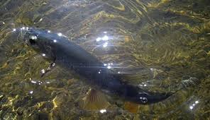 Image result for Mylopharodon conocephalus