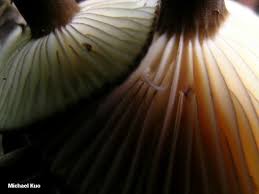 Attēlu rezultāti vaicājumam “Lignydium muscorum macro”