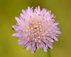 Image result for Knautia arvensis