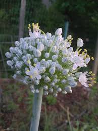 Attēlu rezultāti vaicājumam “Allium cepa flower”