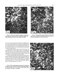Image result for SEM micrographs of Novaculite Arkansas