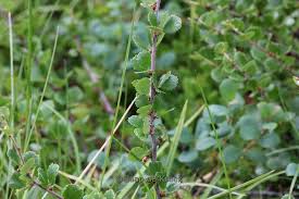 Attēlu rezultāti vaicājumam “Betula nana leaf”