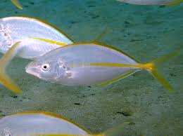 Image result for Pseudocaranx dentex