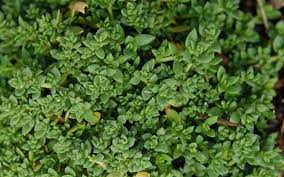 Attēlu rezultāti vaicājumam “Herniaria glabra leaf”