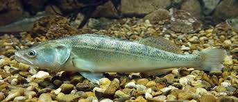 Image result for Sander lucioperca