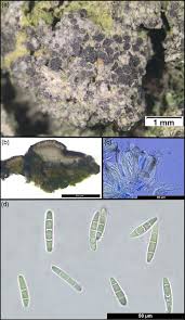 Attēlu rezultāti vaicājumam “Lecania erysibe”
