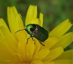 Attēlu rezultāti vaicājumam “Cryptocephalus aureolus, Cryptocephalus sericeus”