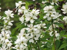 Attēlu rezultāti vaicājumam “Exochorda giraldii var. wilsonii”