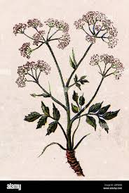 Image result for Pimpinella saxifraga