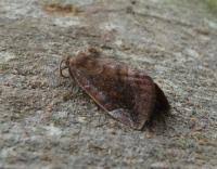 Attēlu rezultāti vaicājumam “Cosmia pyralina”